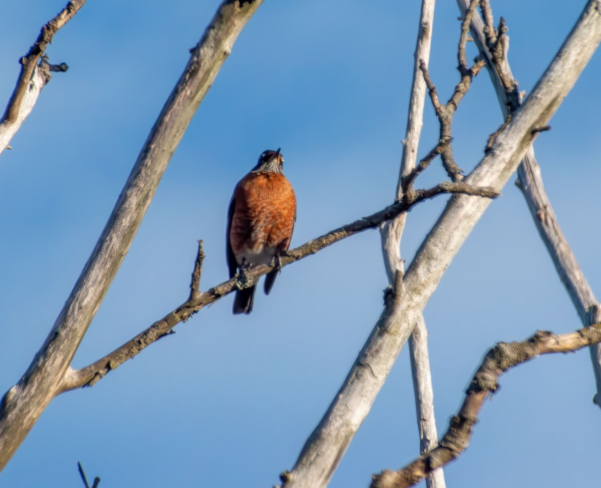American Robin - ML647871567