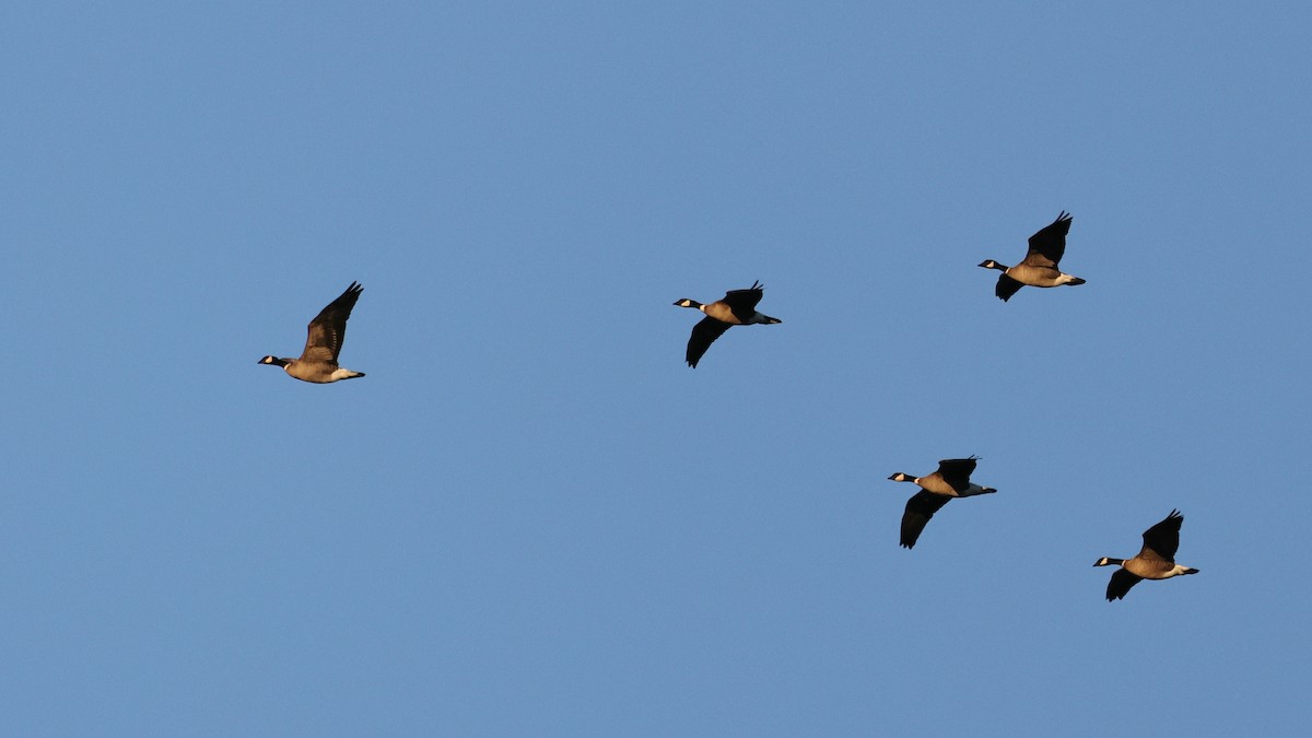 Bernache de Hutchins (leucopareia) - ML647871582