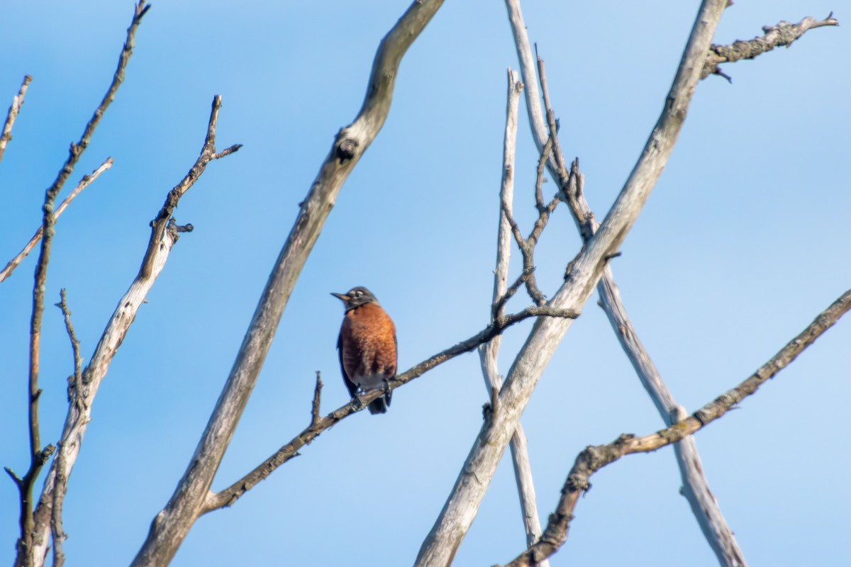 American Robin - ML647871587