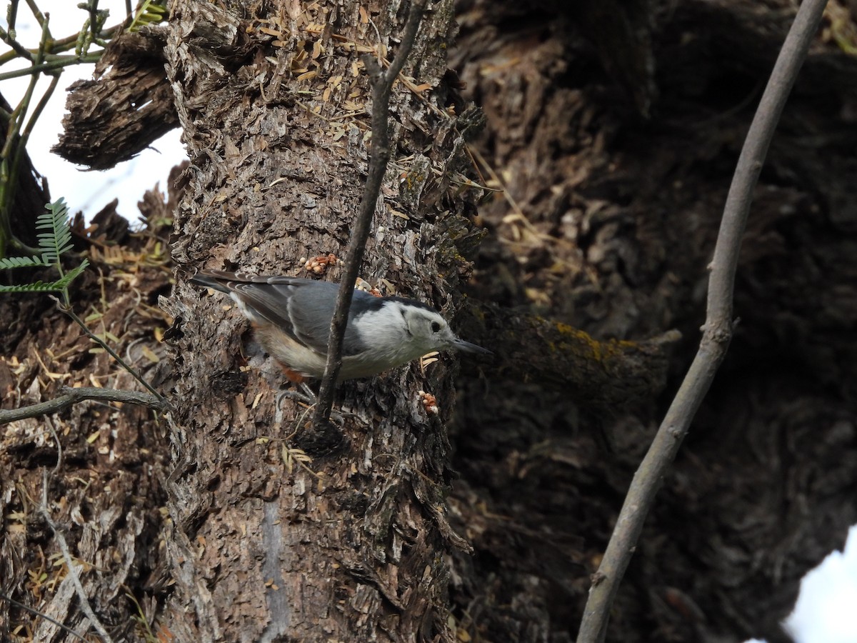 White-breasted Nuthatch - ML647871602