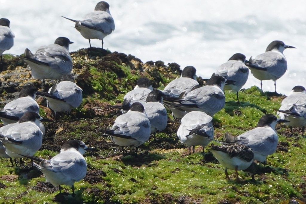 Common Tern - ML647871615