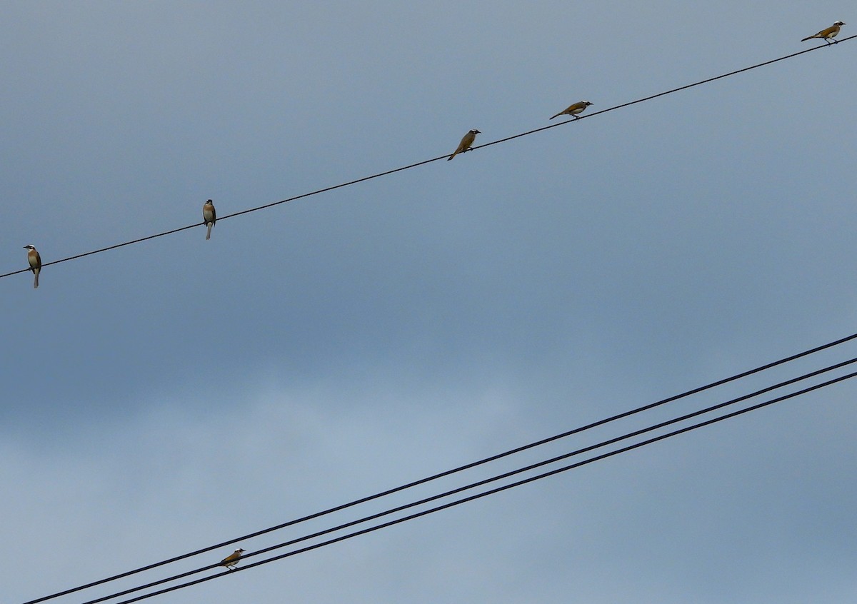 Light-vented Bulbul - ML647871629