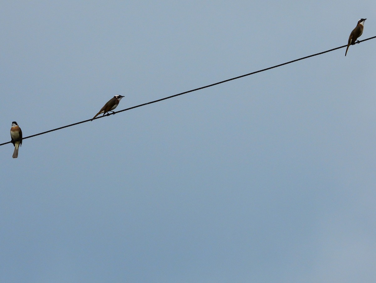 Light-vented Bulbul - ML647871630
