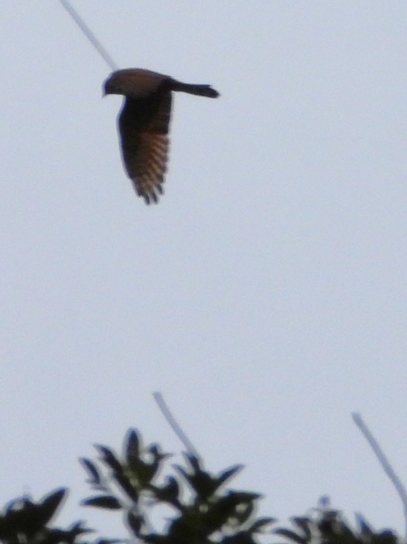 Gray-faced Buzzard - ML647871640