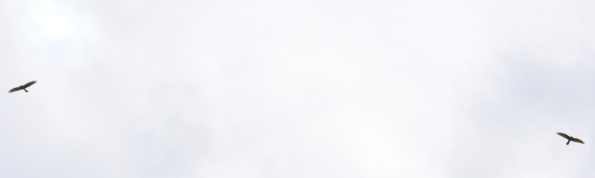 Gray-faced Buzzard - ML647871641