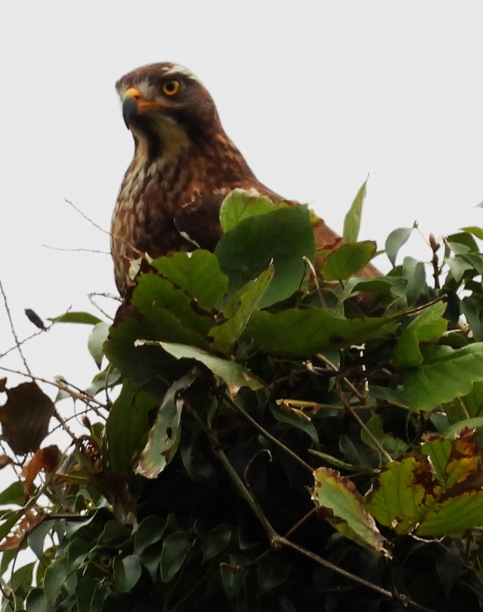 Gray-faced Buzzard - ML647871642