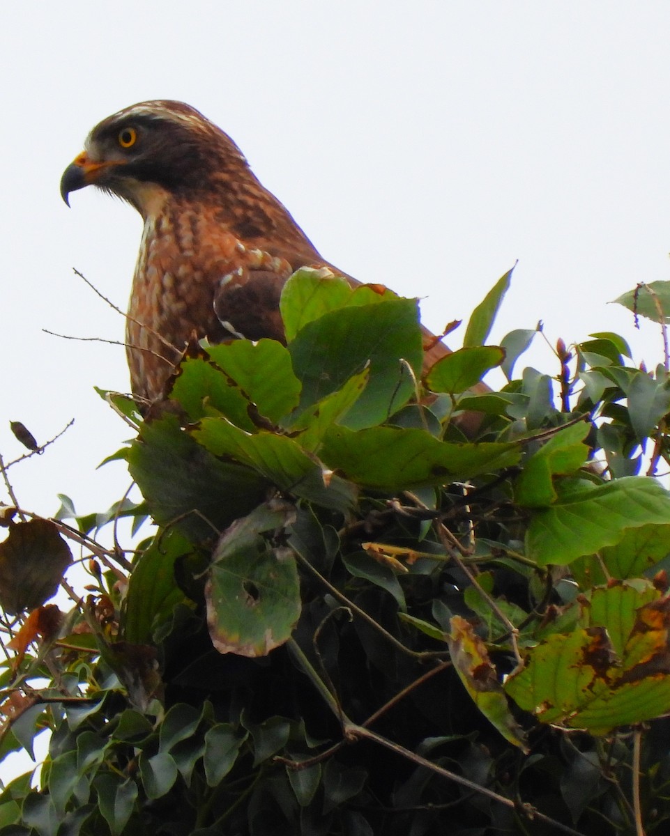 Gray-faced Buzzard - ML647871643