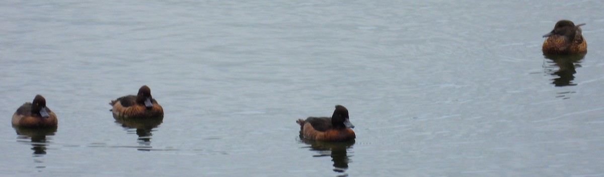 Tufted Duck - ML647871658