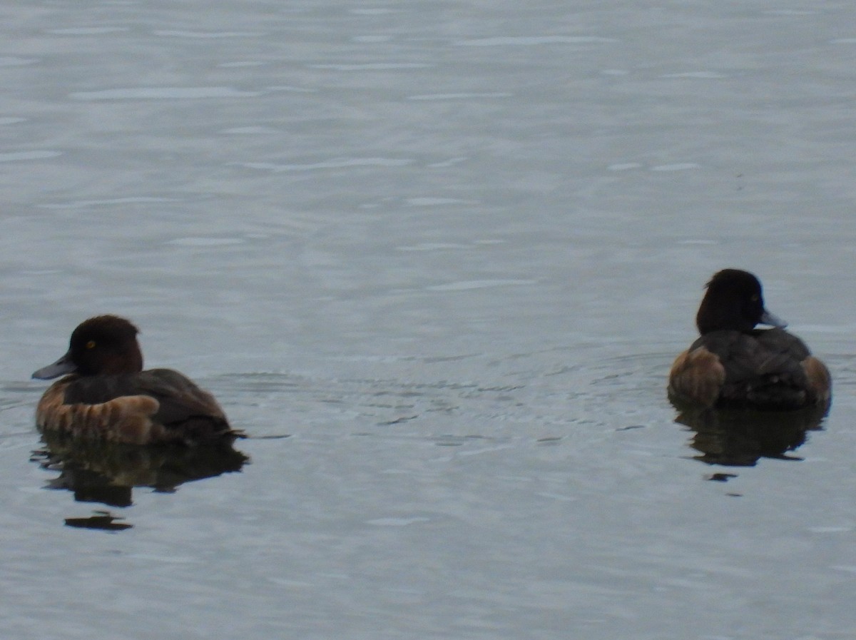 Tufted Duck - ML647871659
