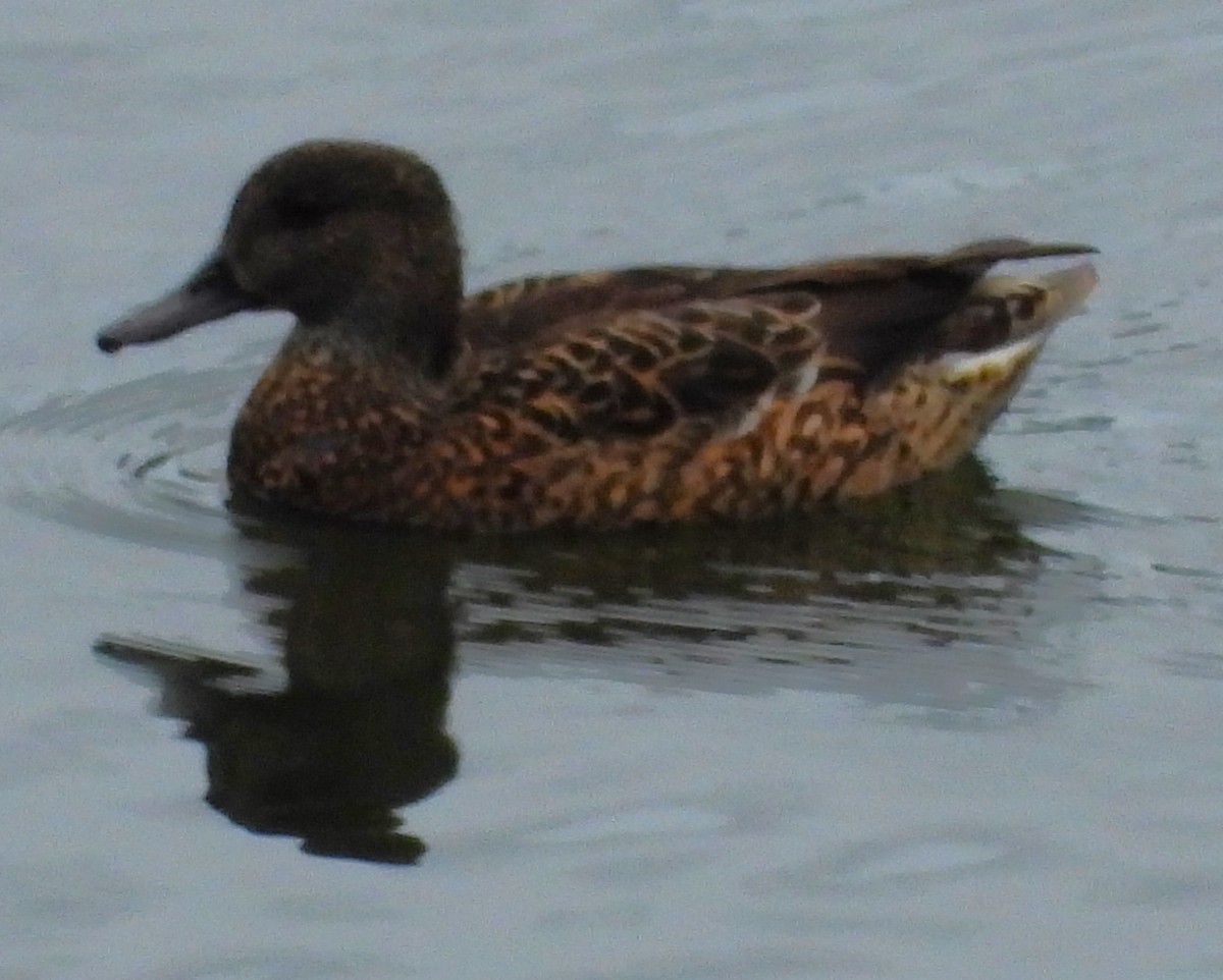 Falcated Duck - ML647871663