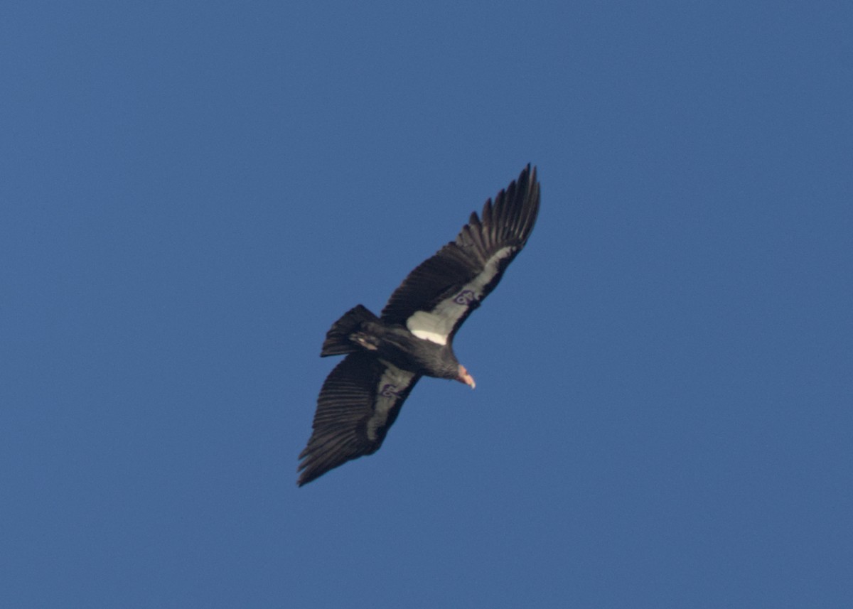 Kalifornienkondor - ML647871669