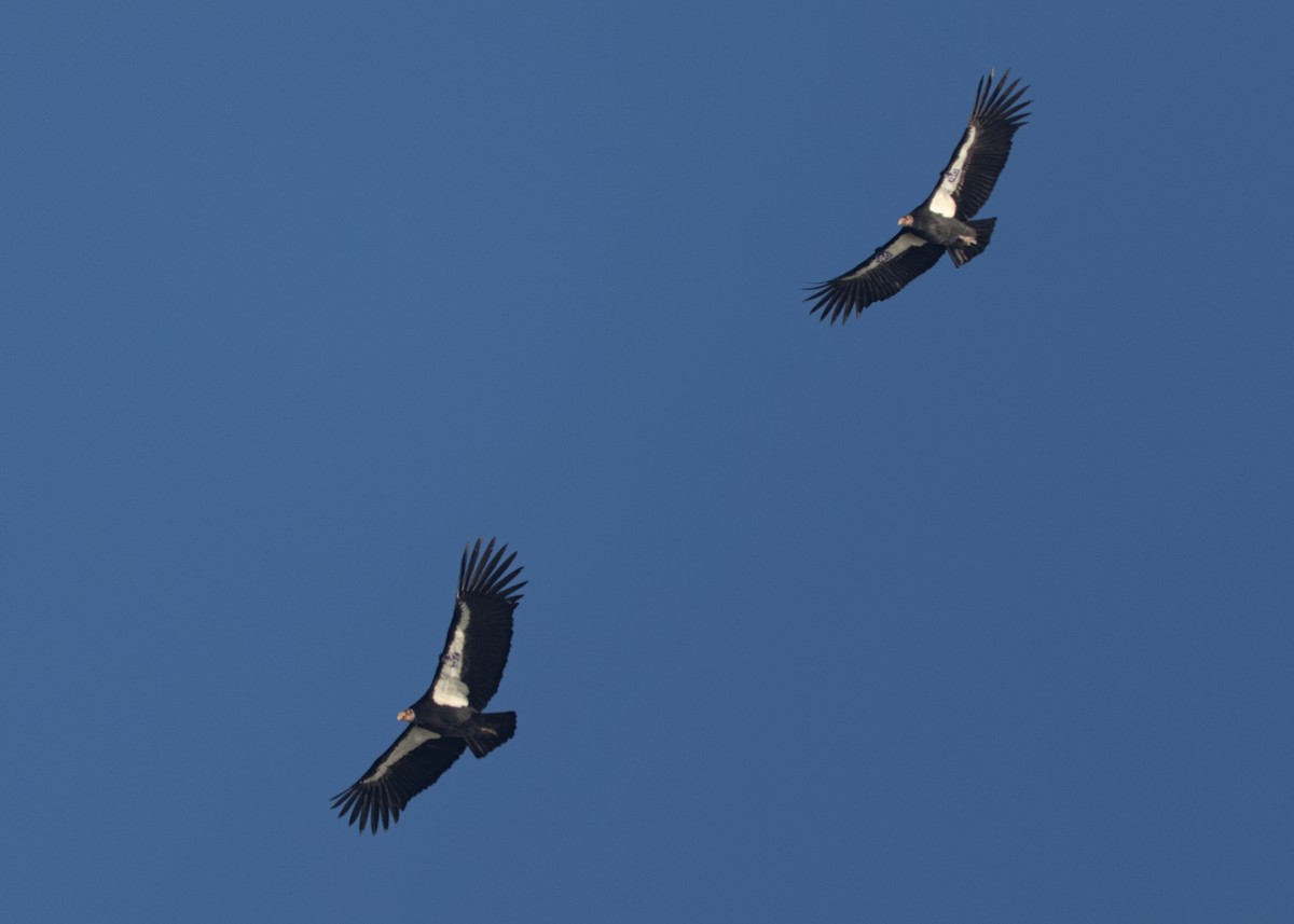 Kalifornienkondor - ML647871670