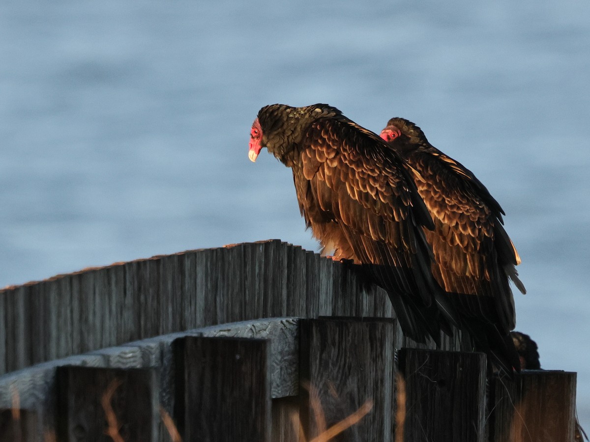 Turkey Vulture - ML647871671