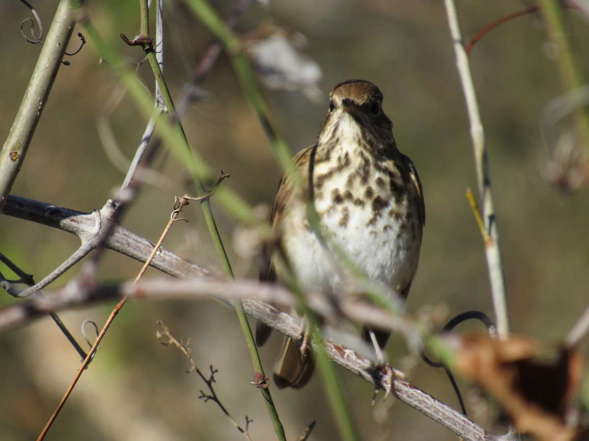 Einsiedler-Musendrossel - ML647871684