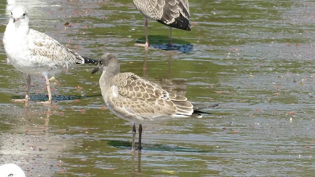 Laughing Gull - ML647871688