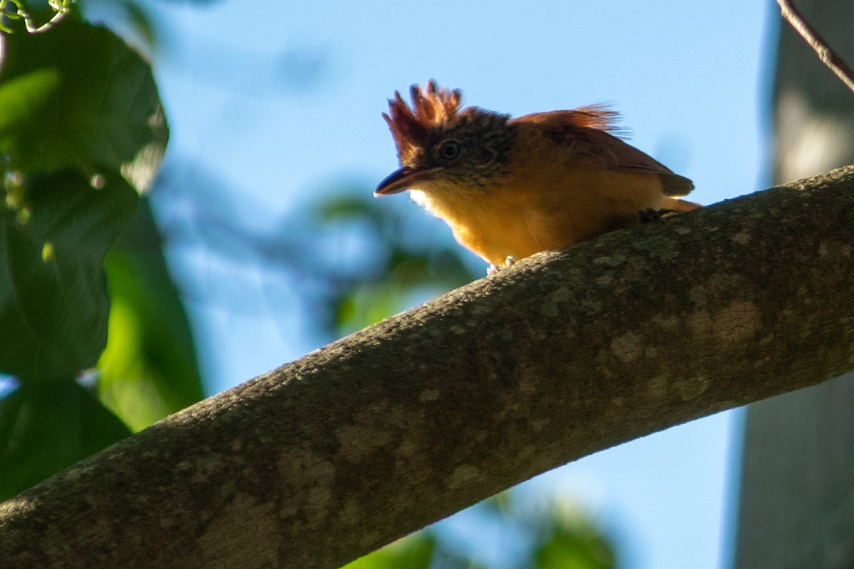 Barred Antshrike - ML647871733