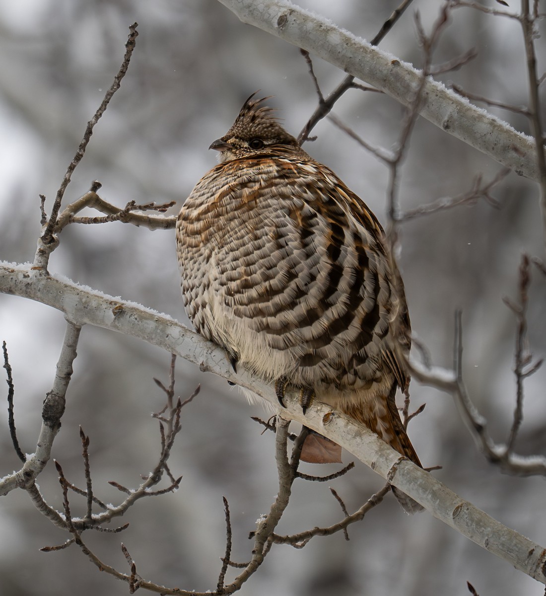 Ruffed Grouse - ML647871737