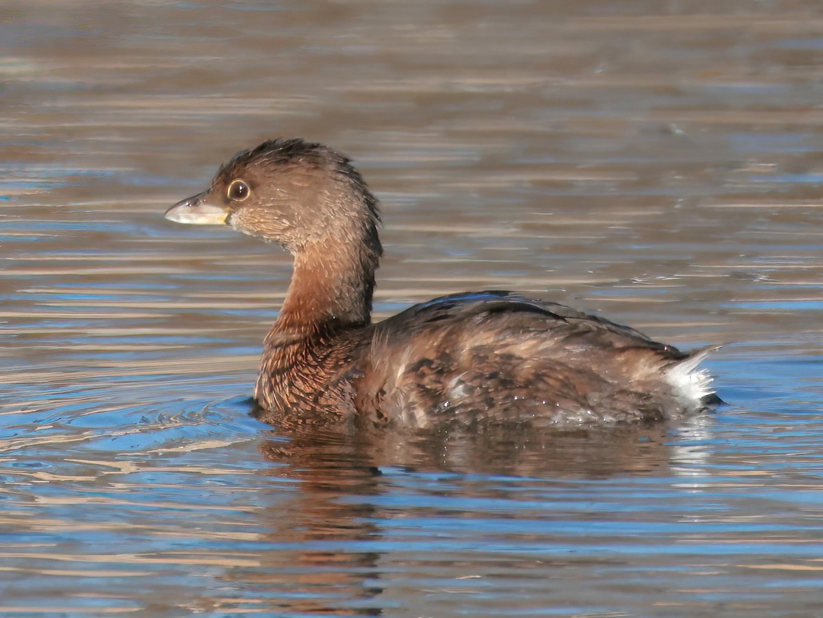 Txilinporta mokolodia - ML647871738