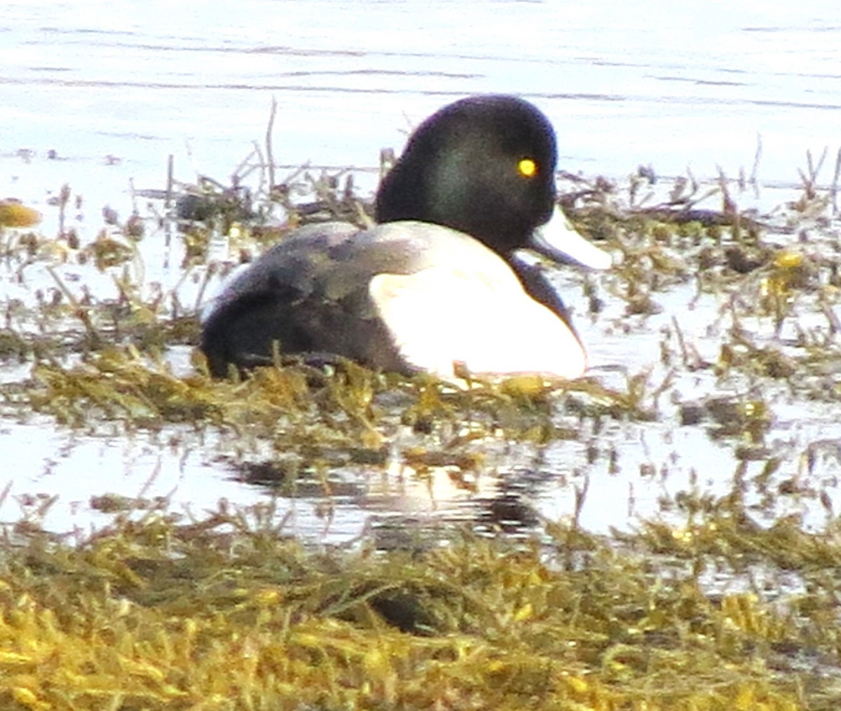 Murgilari handia - ML647871739