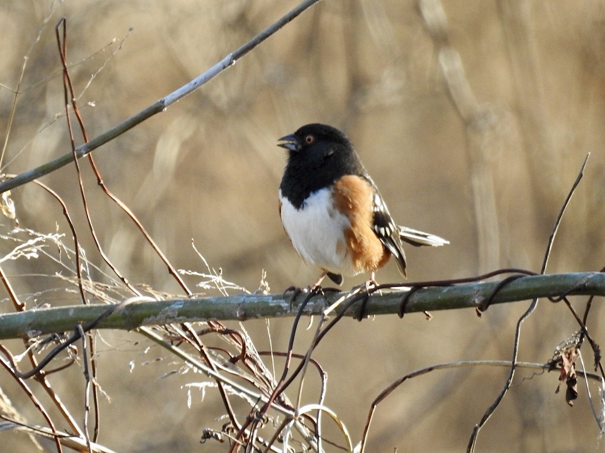 Spotted Towhee - ML647871740