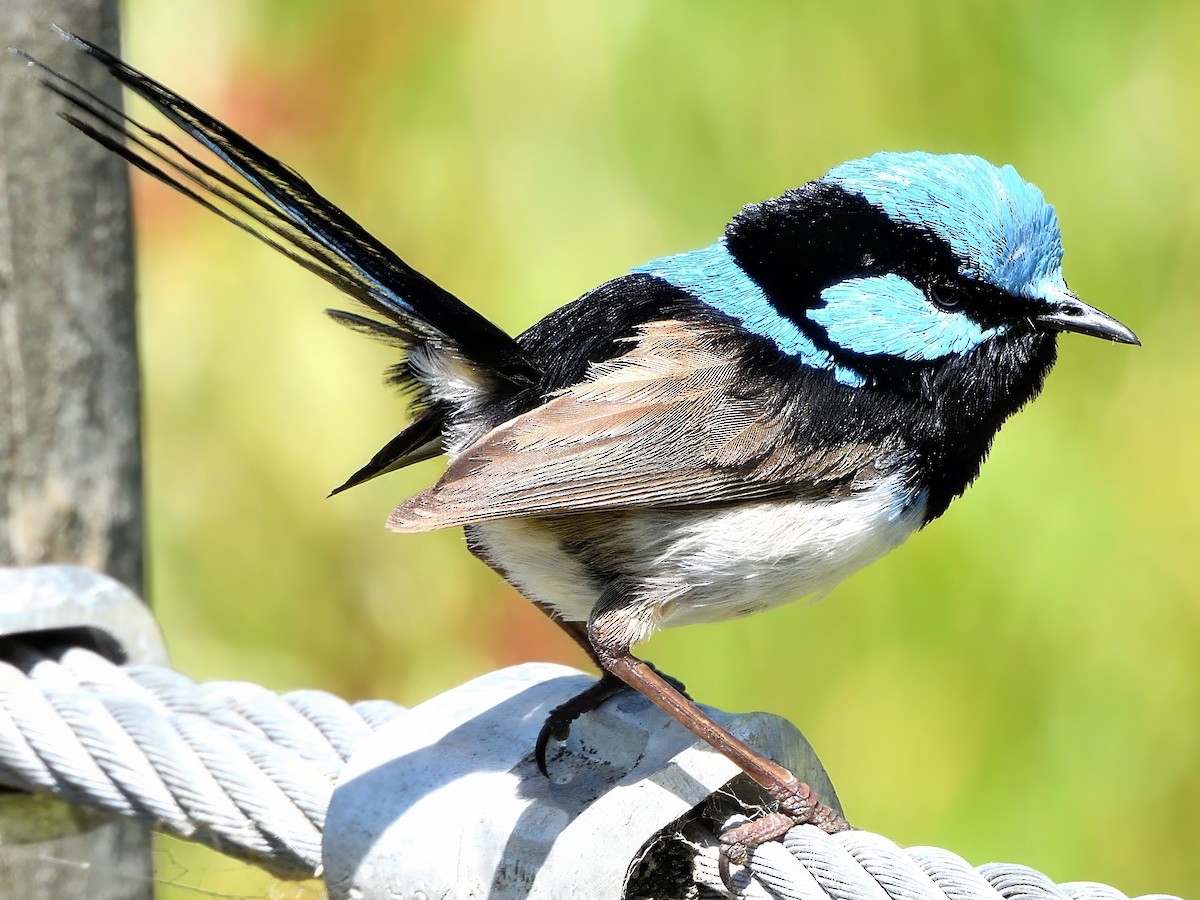 Superb Fairywren - ML647871741