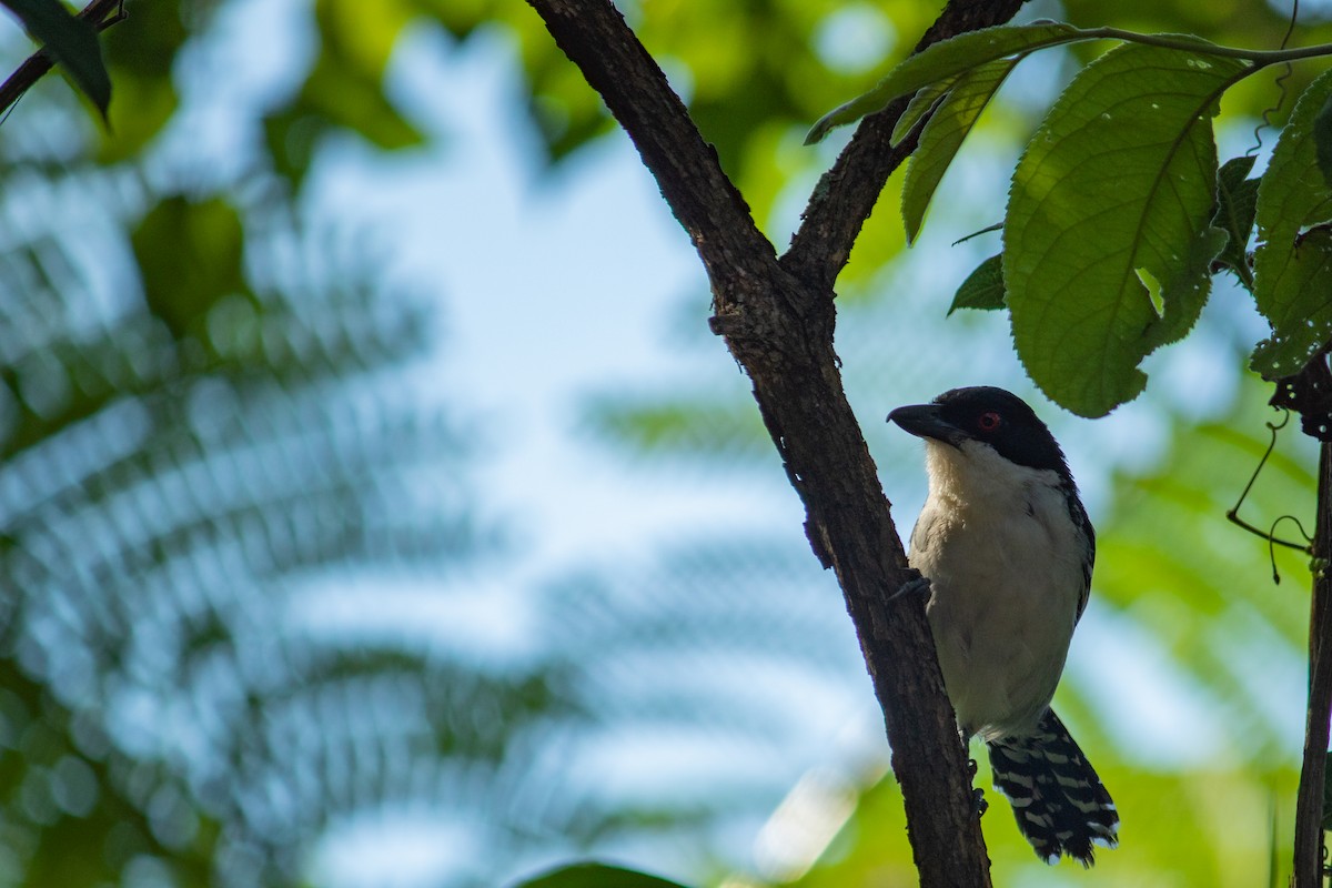 Great Antshrike - ML647871742