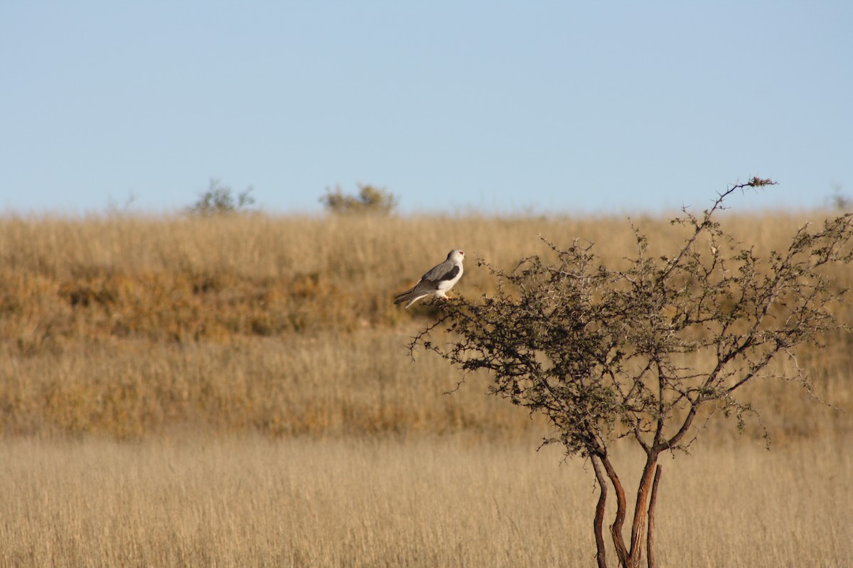 Elano urdina - ML647871744