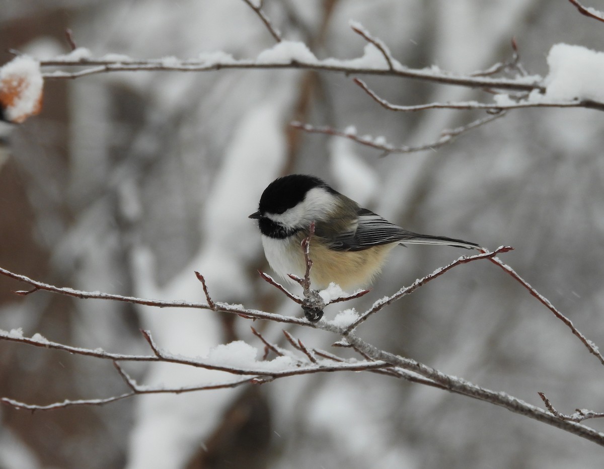Black-capped Chickadee - ML647871745