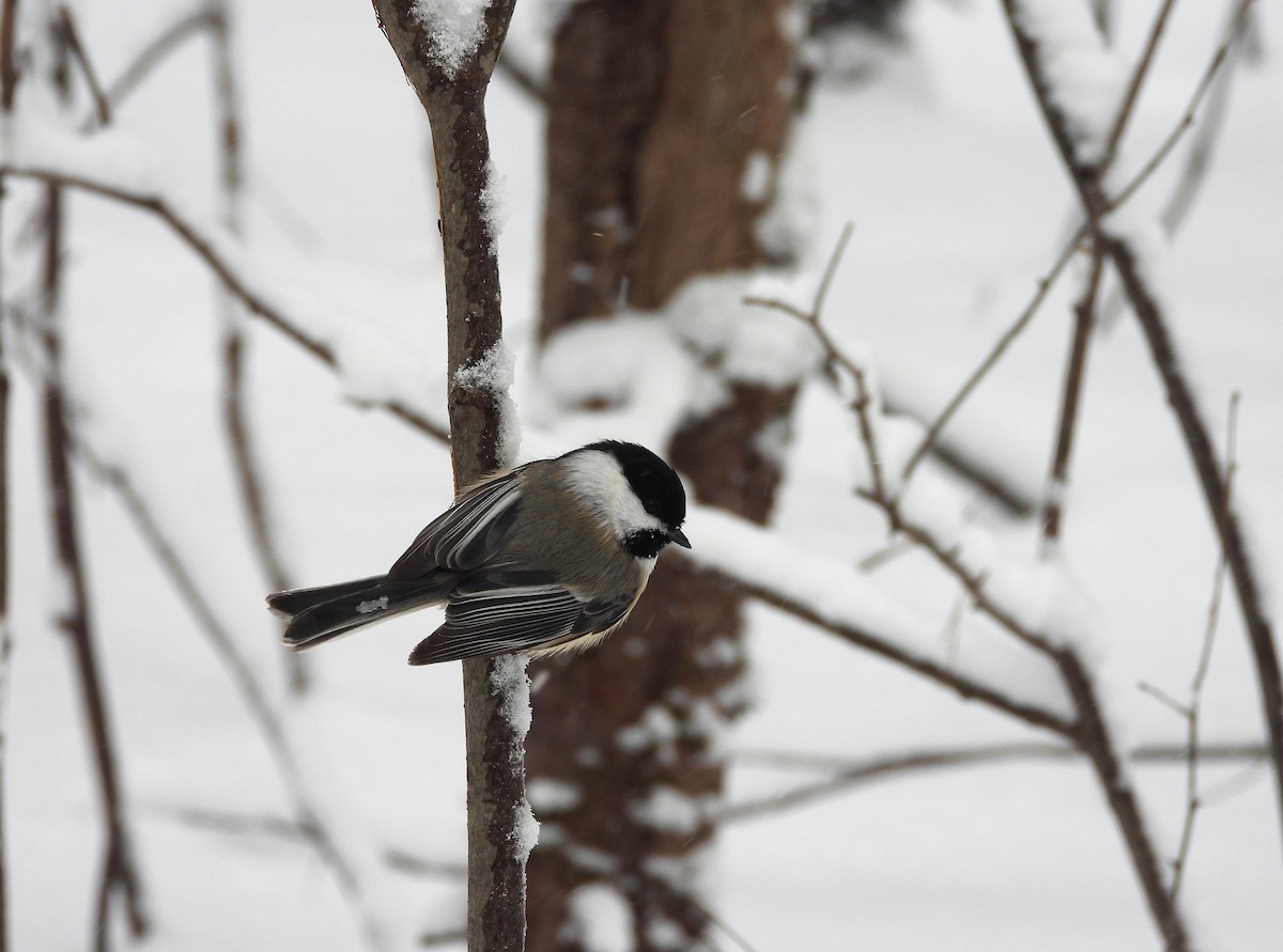 Black-capped Chickadee - ML647871746
