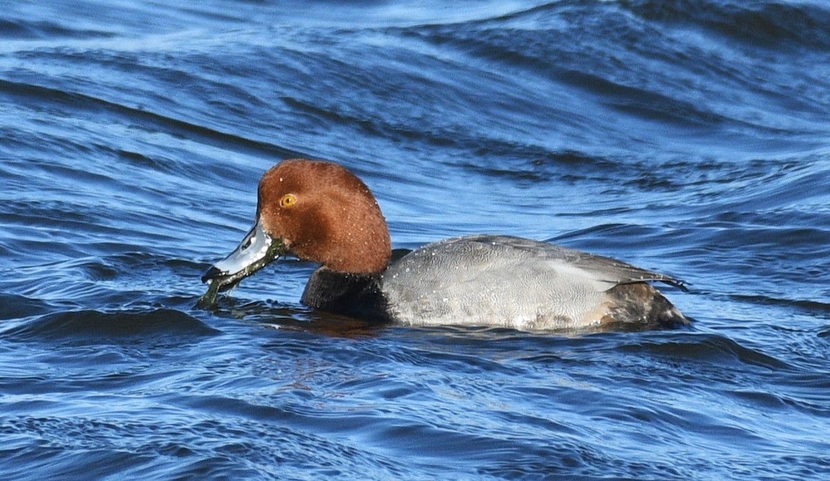 Murgilari burugorria - ML647871747