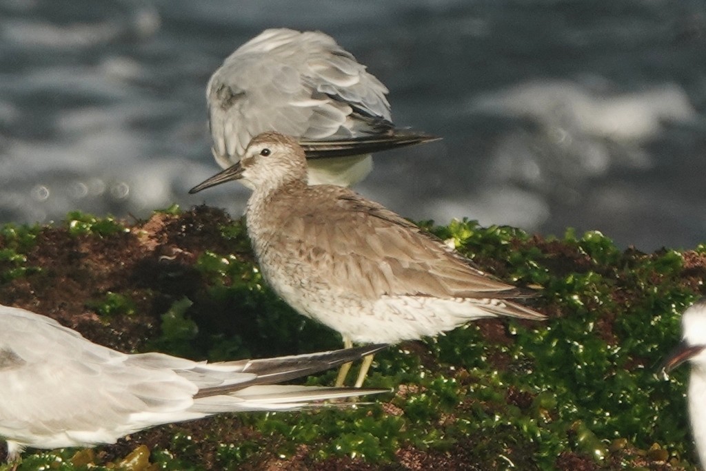 Txirri lodia - ML647871749