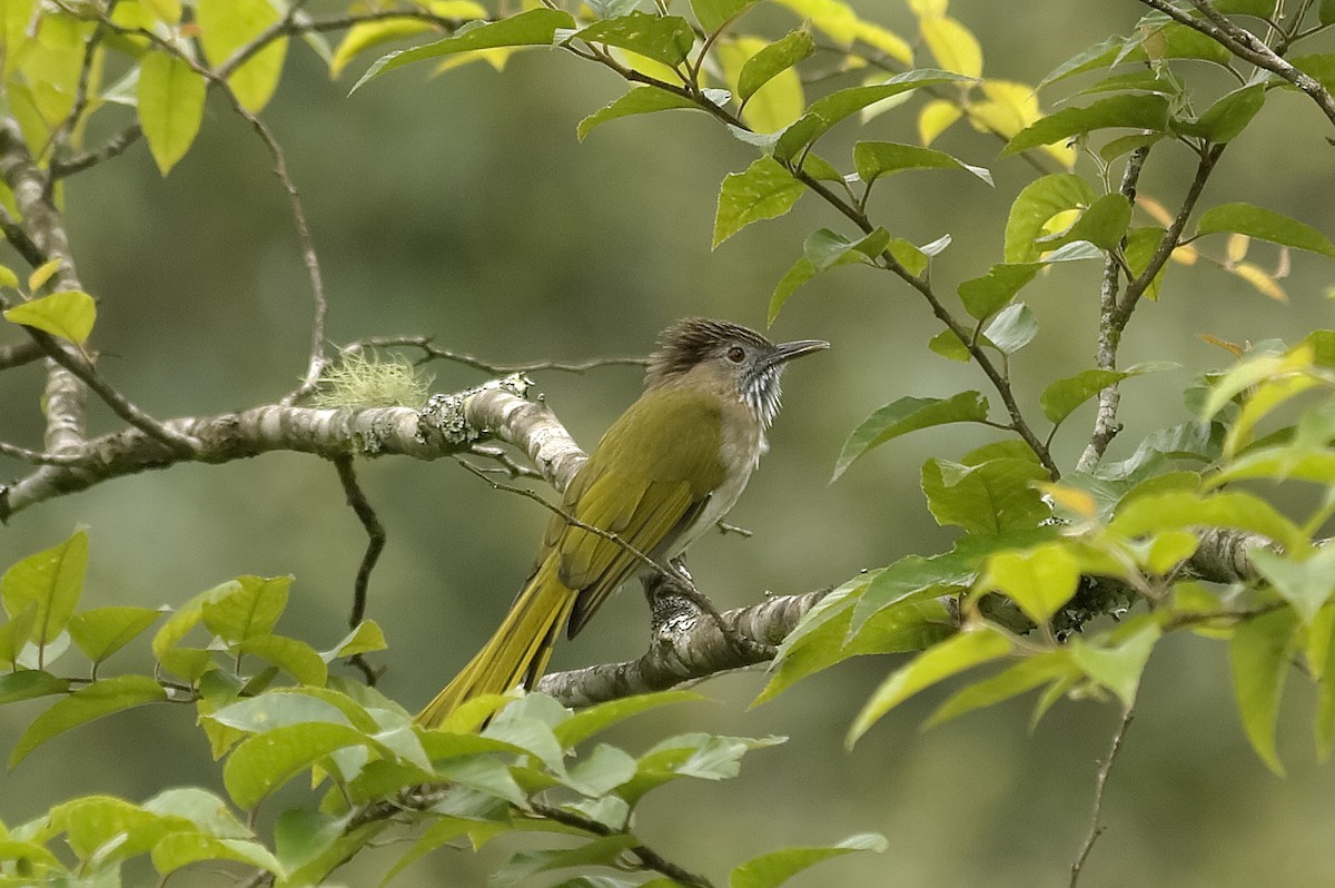Mountain Bulbul - ML647871750