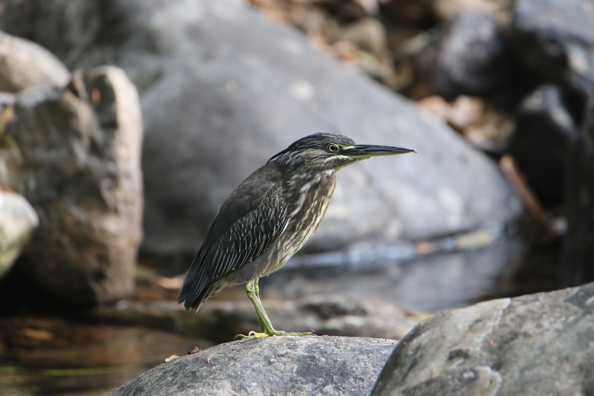 Amiltxori arrunta - ML647871751