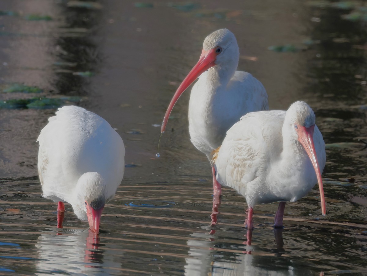 Ibis zuria - ML647871752