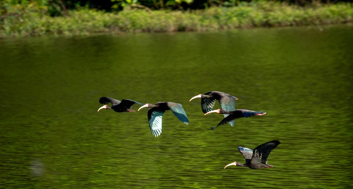 Buff-necked Ibis - ML647871755