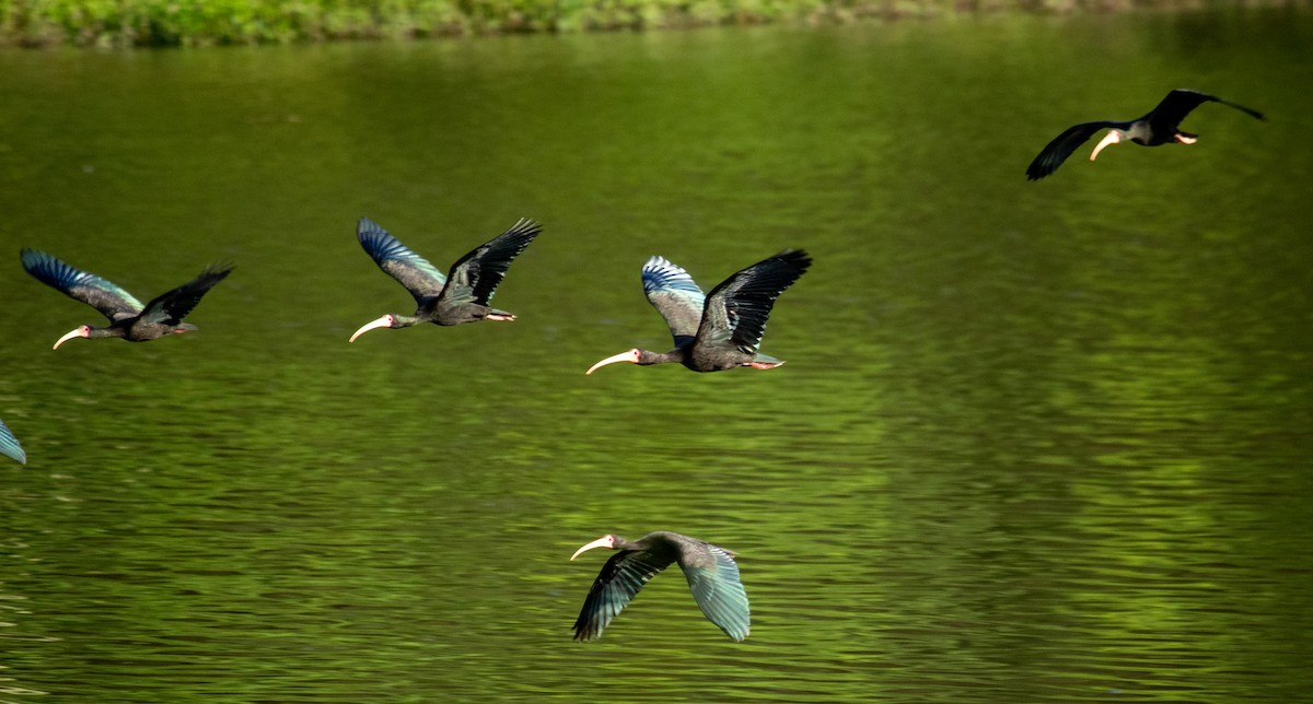 Buff-necked Ibis - ML647871756