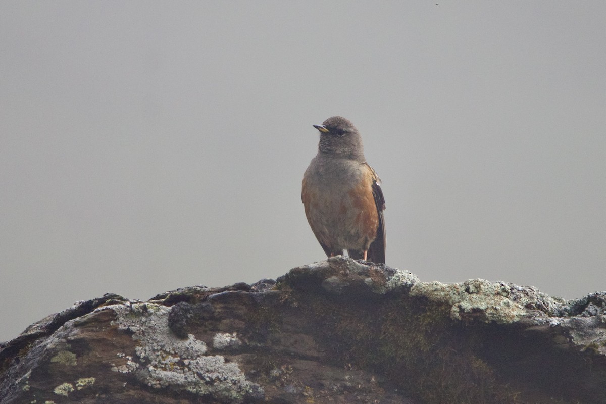 Mendi-tuntuna - ML647871757