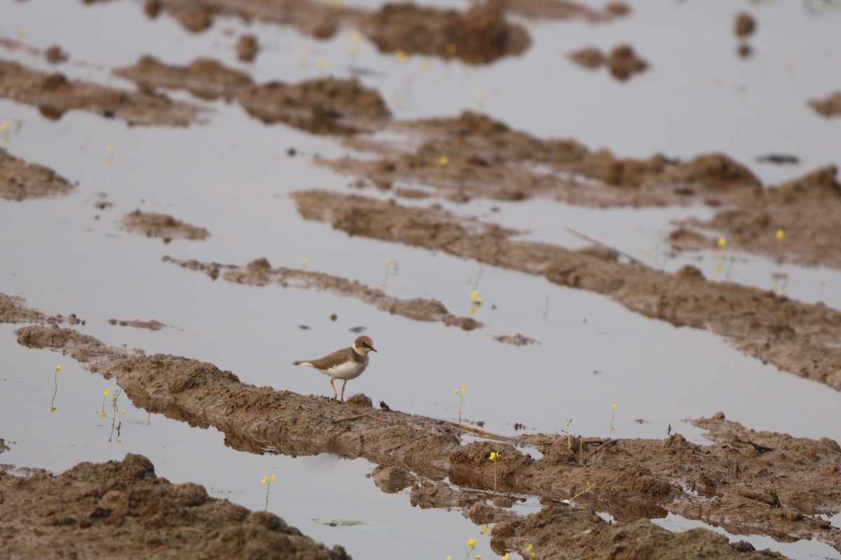 Txirritxo txikia - ML647871759