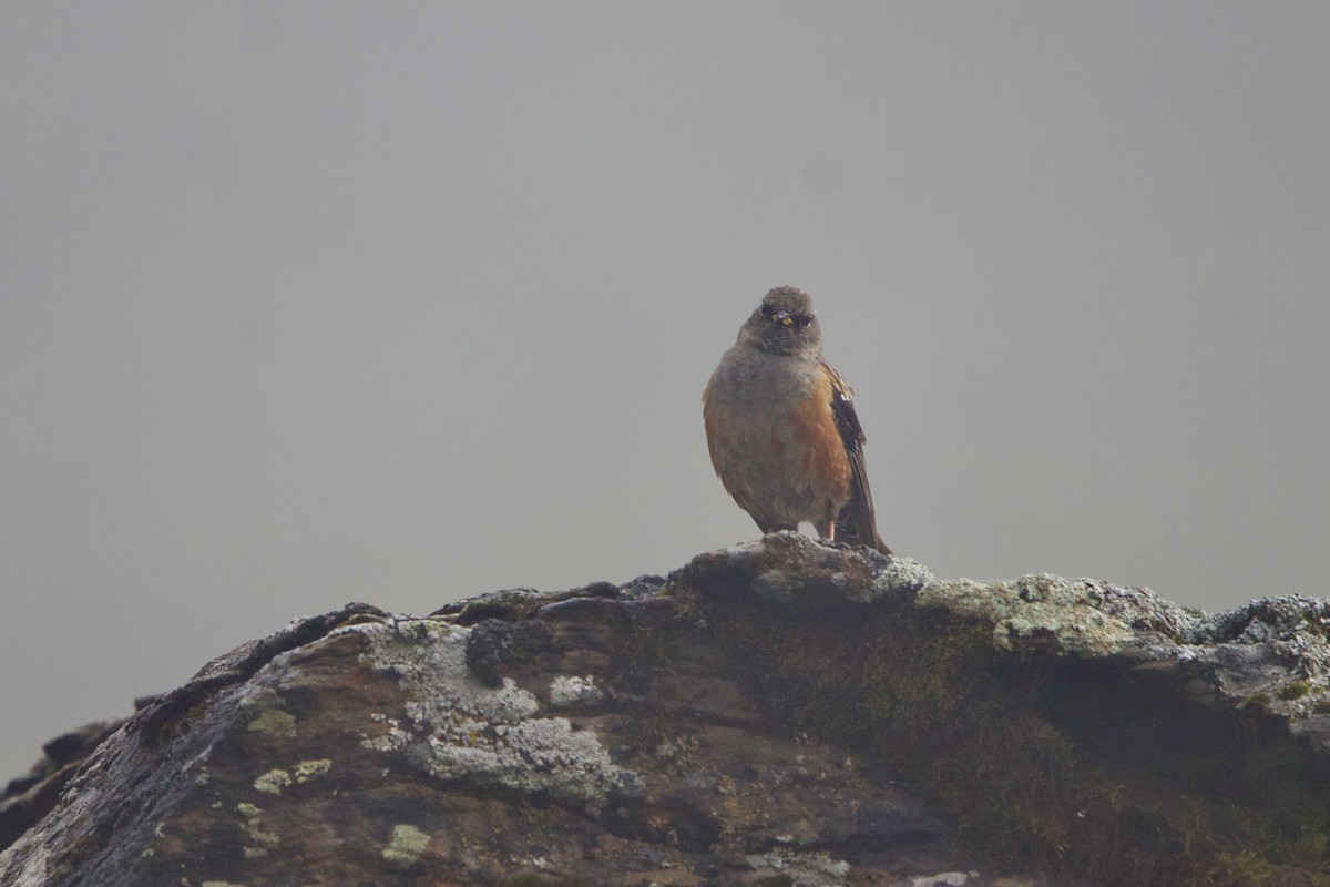 Mendi-tuntuna - ML647871760