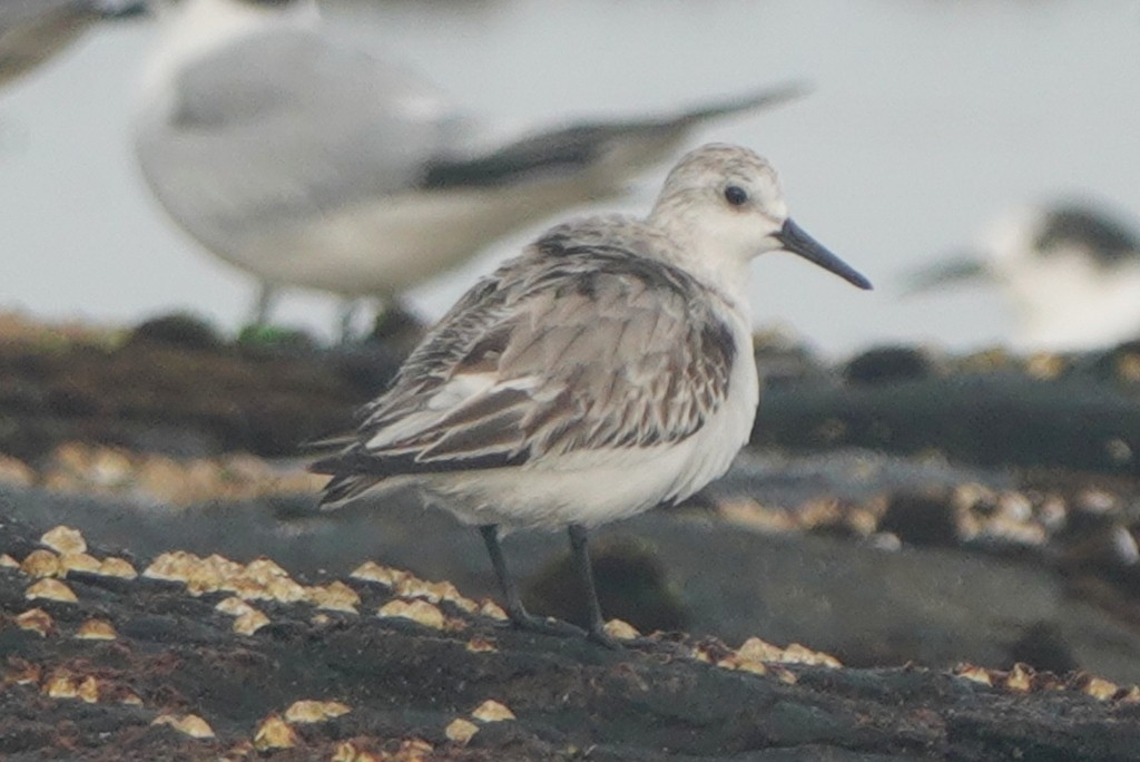 Txirri zuria - ML647871761