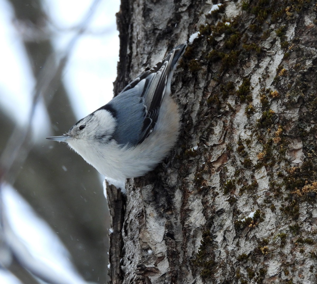 White-breasted Nuthatch - ML647871762