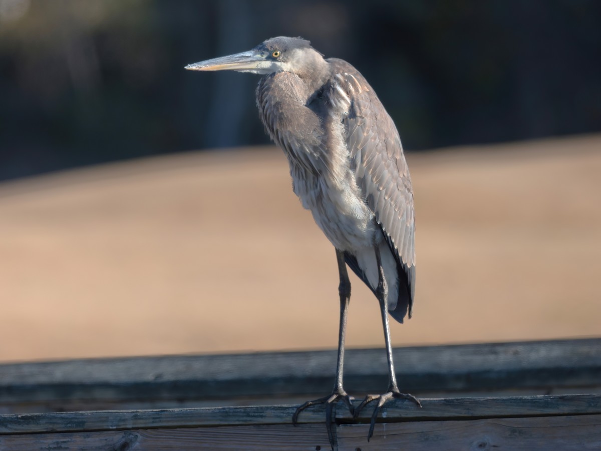 Koartza hauskara amerikarra - ML647871763