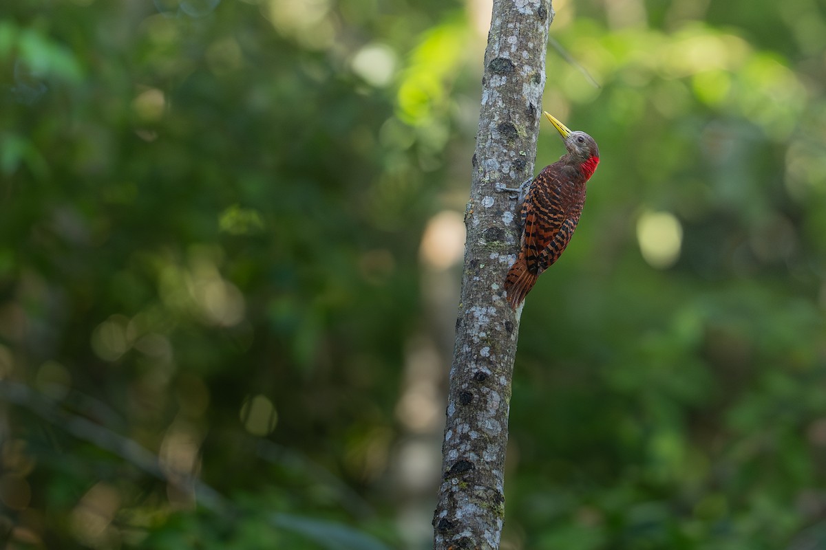Bay Woodpecker - ML647871764