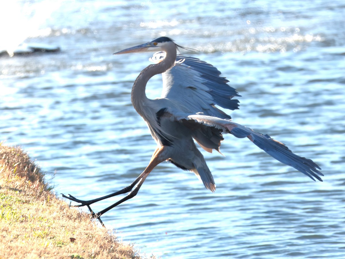 Koartza hauskara amerikarra - ML647871765