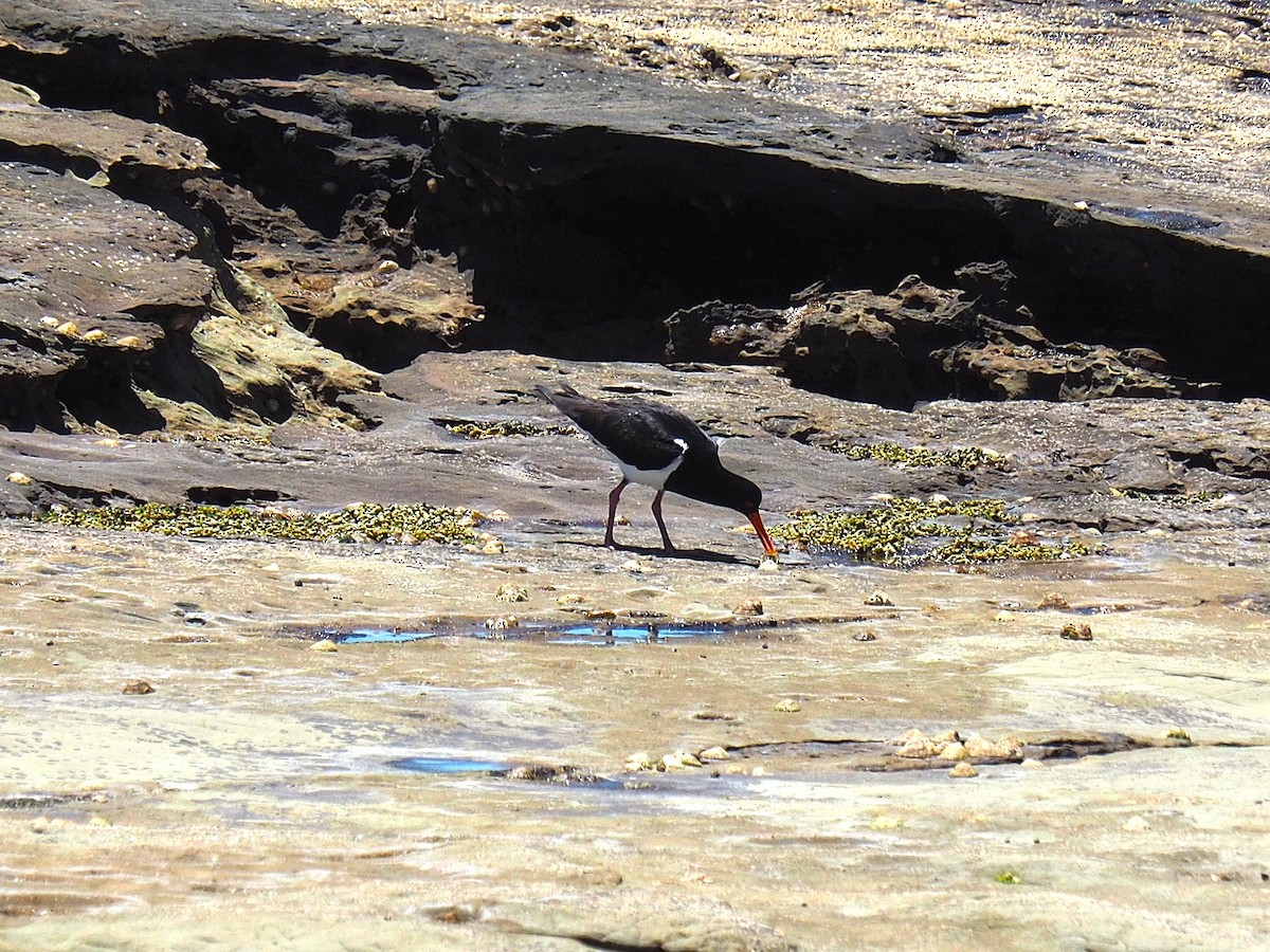 Pied Oystercatcher - ML647871766