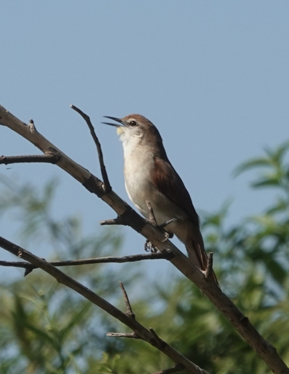 Yellow-chinned Spinetail - ML647871769