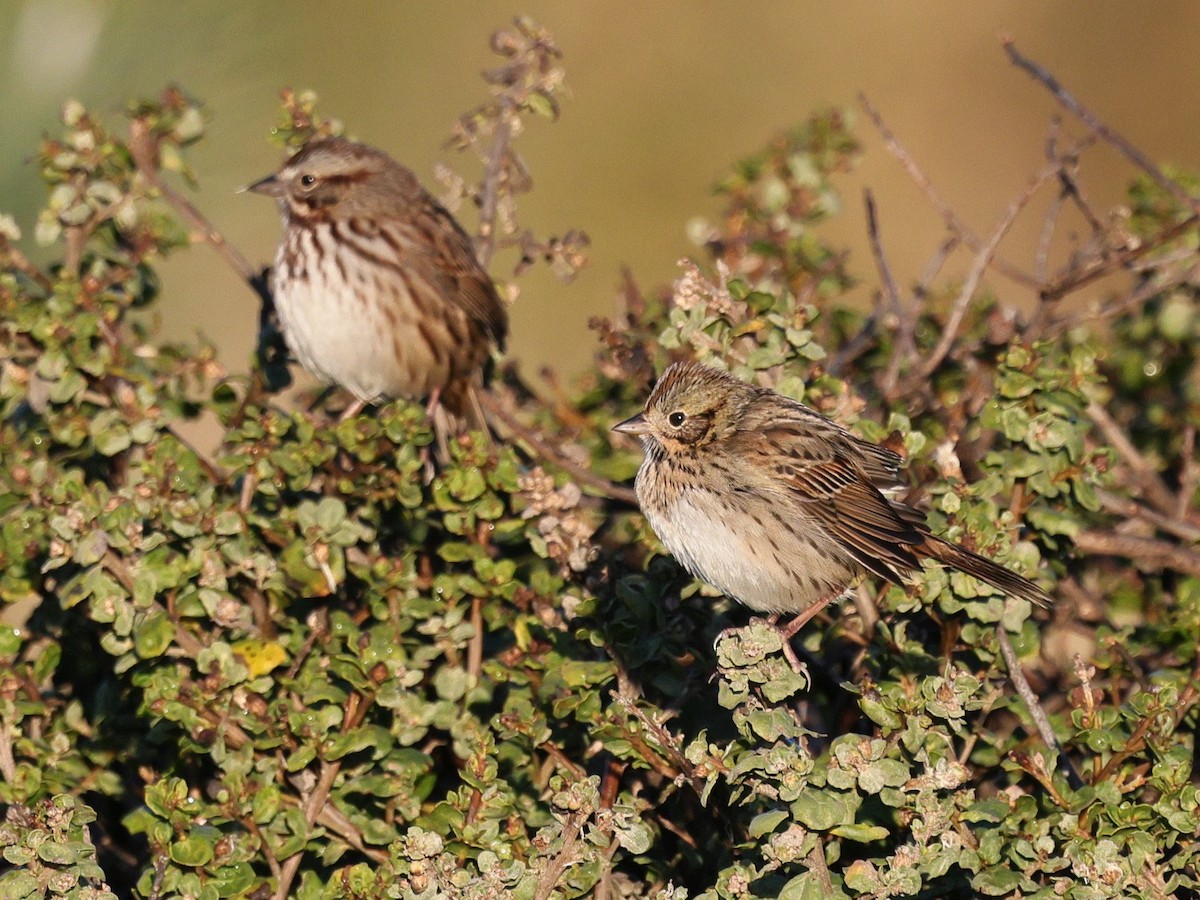 Bruant de Lincoln - ML647871772