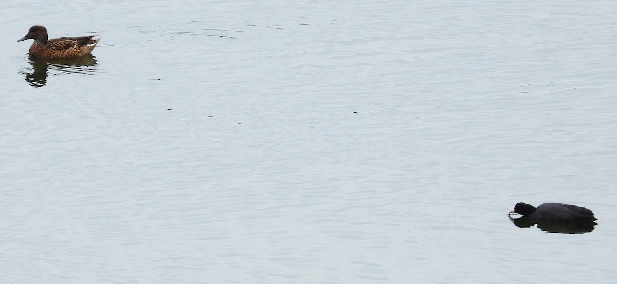 Eurasian Coot - ML647871781