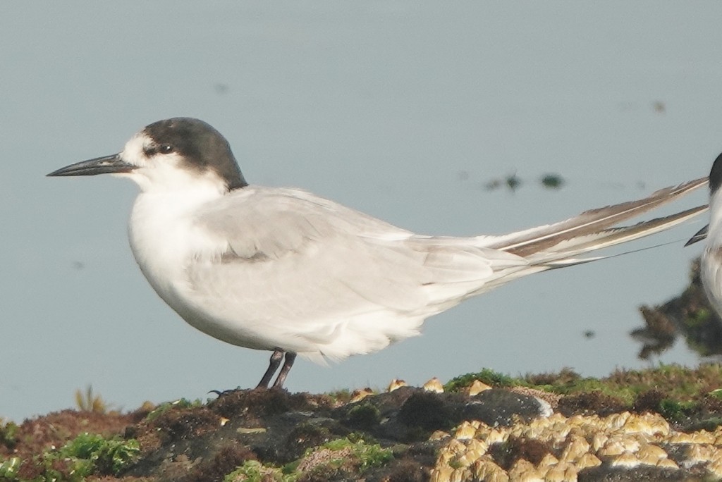 Common Tern - ML647871789