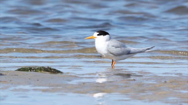 Australian Fairy Tern - ML647871795